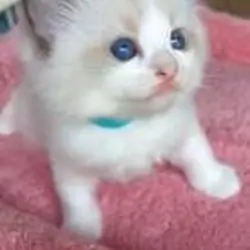 Ragdoll Kittens