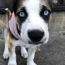 Puppy