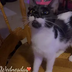 Sweet kitty for home