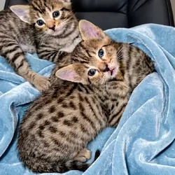 Savannah/Bengal mix kittens