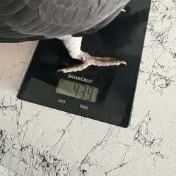 African grey parrot for sale