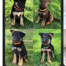 Shepskys