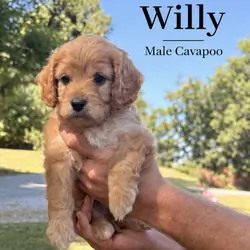 Mini Cavapoo