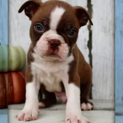 Raptor Male AKC Boston Terrier