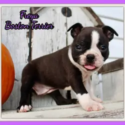 Freya Female AKC Boston Terrier