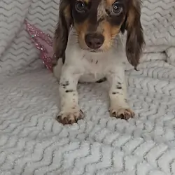 Dachshund