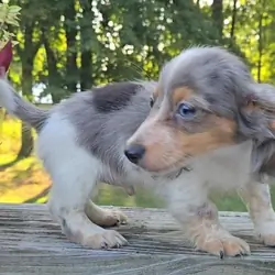 Dachshund