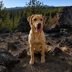 Labrador Puppies (AKC, Health & DNA Tested)