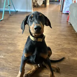 Doberman Puppies 13 Weeks - Ready Now!!!