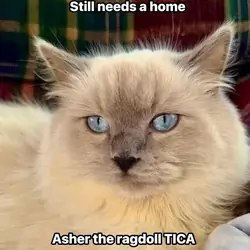 Ragdoll male