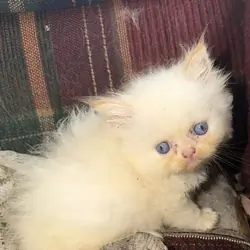 Flame point kittens