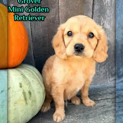 Grover Male Mini Golden Retriever