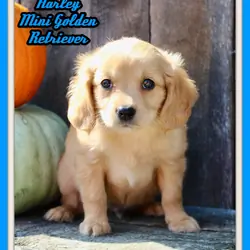 Harley Male Mini Golden Retriever