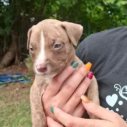 Puppy