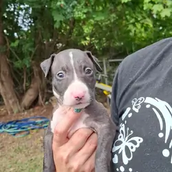 Puppies
