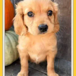 Honey Female Mini Golden Retriever