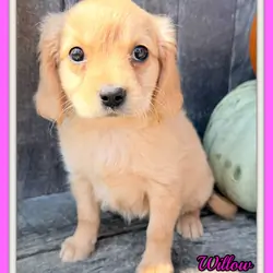 Willow Female Mini Golden Retriever