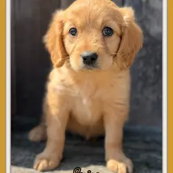 Spice Female Mini Golden Retriever