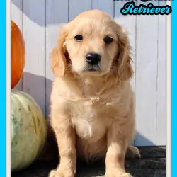 Maxx Male Mini Golden Retriever