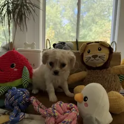 Ckc registered toy Cavapoo puppies