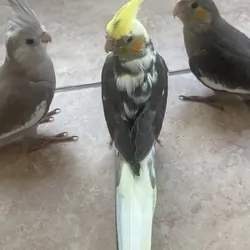10 week old baby Cockatiel