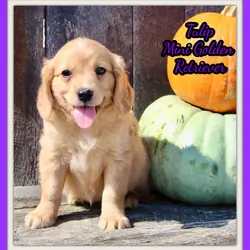Tulip Female Mini Golden Retriever