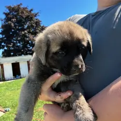 English Mastiff/Great Pyrenees Mix Puppies
