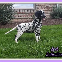 Spot Female AKC Dalmatian