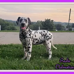 Sadie Female AKC Dalmatian
