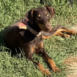 Red female Doberman puppy