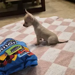 Teacup Chihuahua  puppy