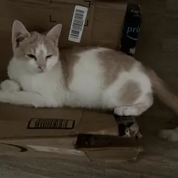 3 male kittens