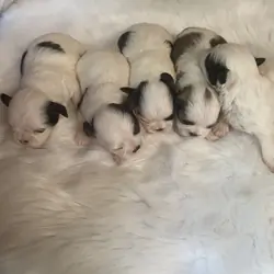 Shih Tzu puppies