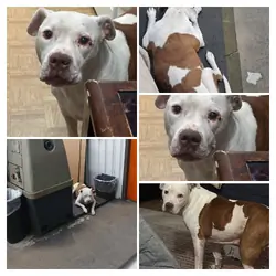 Rehoming a Pitbull