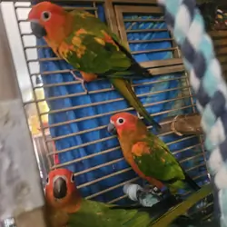 Redfactor Sun Conure