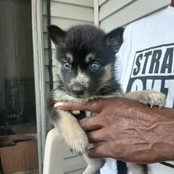 German shepherd siberian husky mix puppies