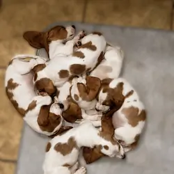Basset Hounds