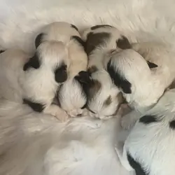 Shih Tzu’s