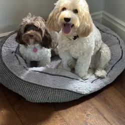 Two Cockapoo Puppies 9mos. old