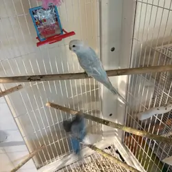 Budgerigar (Budgie) Male Light Blue/White
