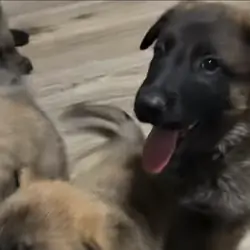 Belgian Malinois mix German shepherd puppies