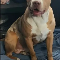 XL AMERICAN BULLY 1 YEAR OLD