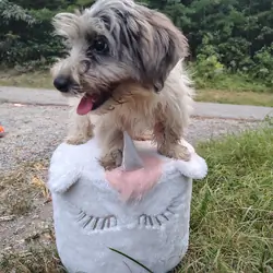 Biewer puppies