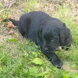 Friendly family puppy