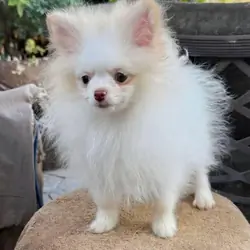 Adorable AKC-Quality Pomeranian Puppies