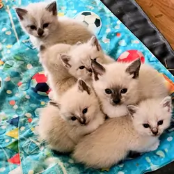 Beautiful Blue Eyed Ragdoll Cross Kittens
