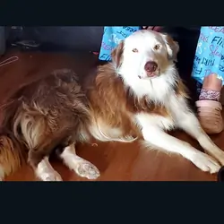 Purebred Male Red and White Border C Border Collie