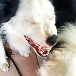 Purebred Male Black and White Border Collie