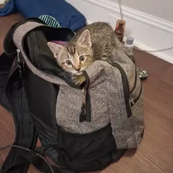 Kittens 8 Weeks Old
