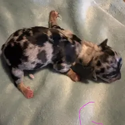 Miniature Dachshund